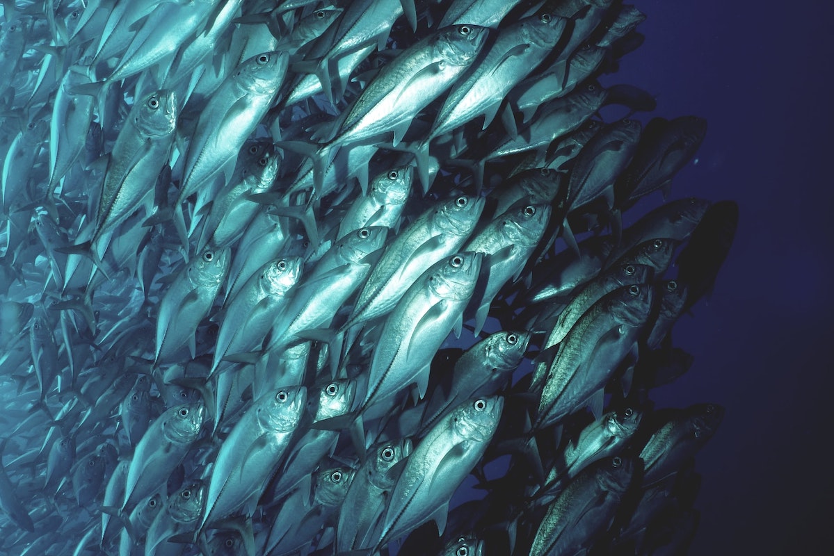 Research brief: Climate change to cost Pacific tuna fisheries millions